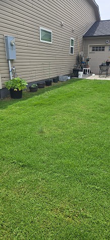Lawn Bodyguard LLC hedge trimming work in progress