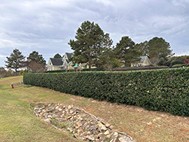 Trimmed hedge row bordering a residential lawn
