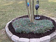 Landscaped tree ring with fresh mulch and plants