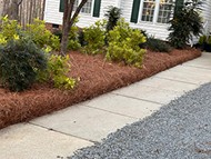 Pine straw bed along a walkway beside a lawn