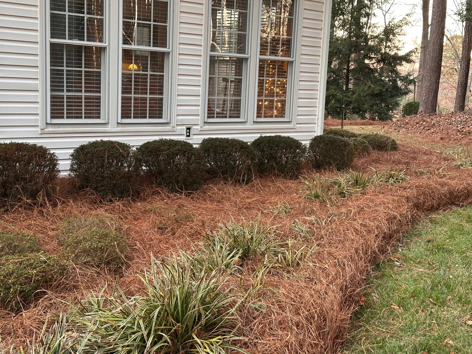 Neatly edged pine straw mulch bed with manicured shrubs along a white house