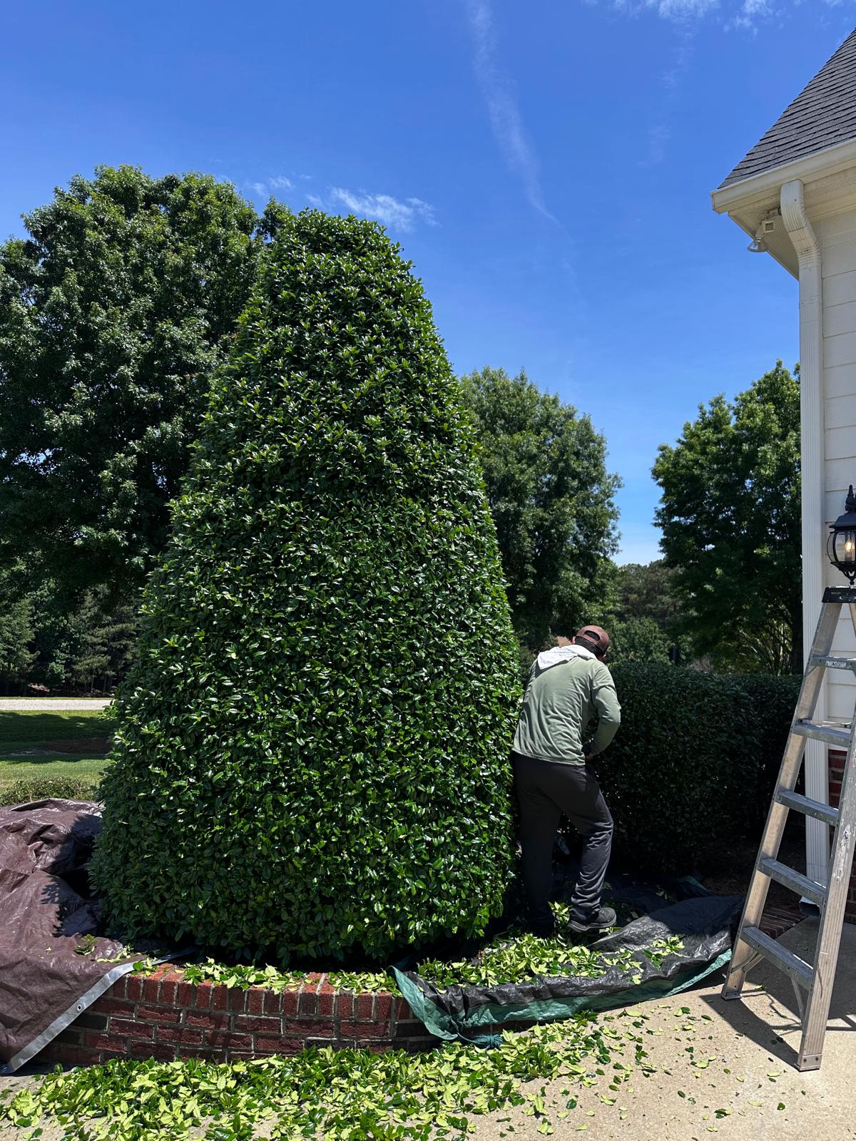 Groundskeeper shaping a cone-shaped evergreen shrub in a brick-lined bed