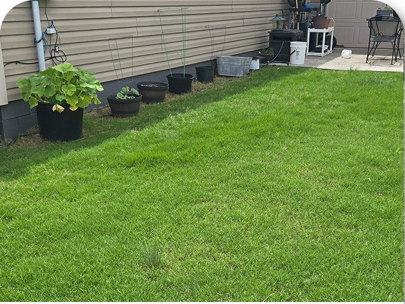 Healthy green lawn beside planted containers along a house