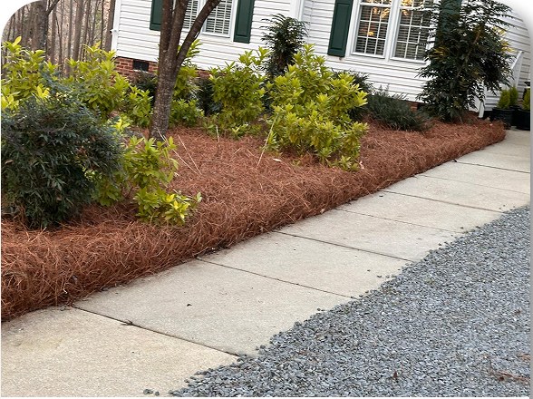 Clean pine straw bed with shrubs along a walkway, free of weeds